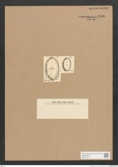 Diatomeae indet. Zeichnungen Sammlung Grunow Nr. 3806 (NHMW-BOT-W0371484)